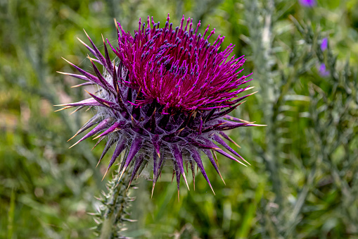 Milk thistle blooms in the field