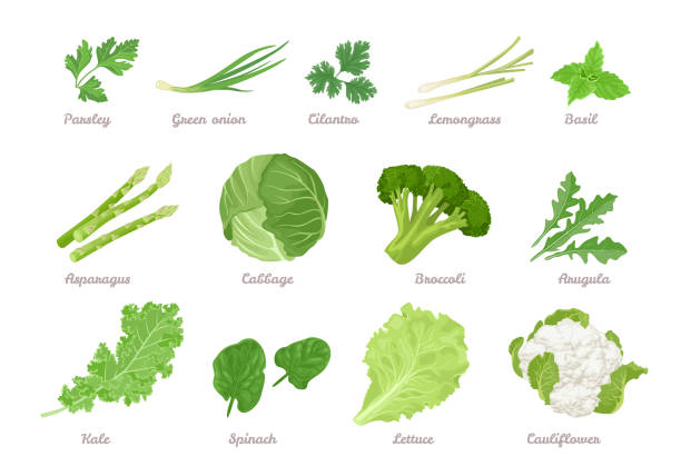 ilustraciones, imágenes clip art, dibujos animados e iconos de stock de conjunto de verduras verdes, hojas de ensalada y hierbas aisladas en blanco. perejil, cebolla verde, cilantro, lemongrass, albahaca, espárragos, repollo, brócoli, rúcula, col rizada, espinacas, lechuga y coliflor. - cauliflower vegetable white isolated