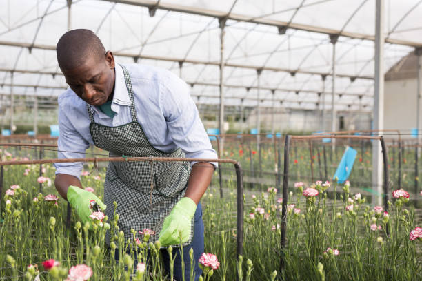 istock Man with scissors cut plants of dianthus while gardening 1309976715
