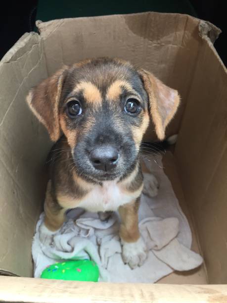 istock cute pet dog in a box 1309976905