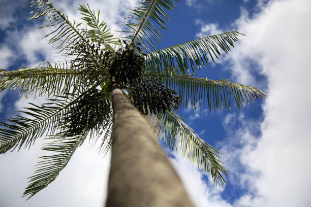 start von acai-palmen - cabbage palm stock-fotos und bilder