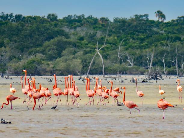 istock Flamingos in Ria Lagartos 1309979750