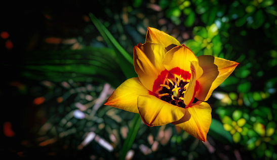 Yellow red tulip blossom on a dark background. Top view.