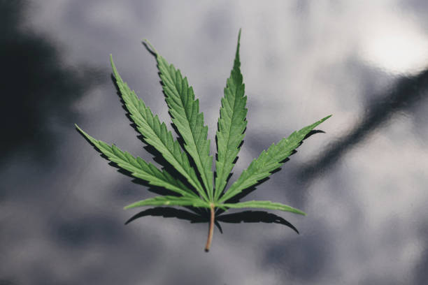 istock Cannabis Sativa leaf on glossy modern black background. Medical marijuana cultivation. Hemp leaf 1309980503