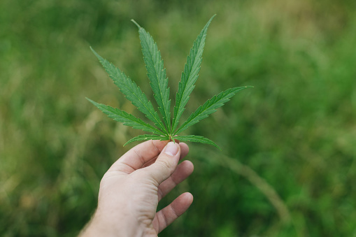 Cannabis Sativa leaf in male hand on green background. Medical marijuana cultivation, growing Cannabis Sativa. Farmer holding hemp leaves. Alternative herbal medicine, marijuana legalization