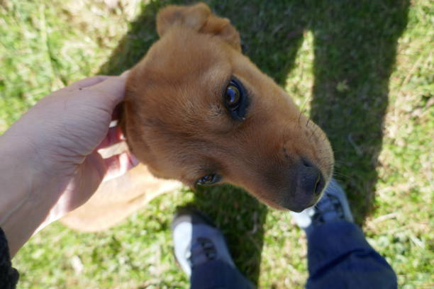 istock Little brown dogs 1309980773