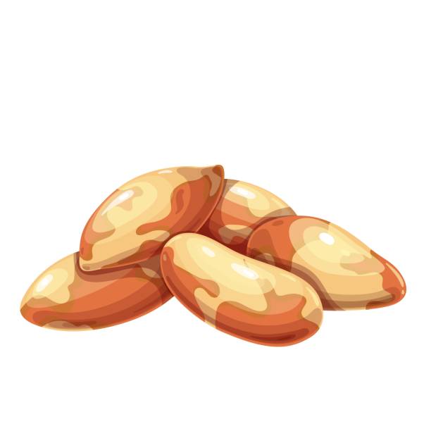 30+ Eating Brazil Nuts Stock Illustrations, Royalty-Free Vector