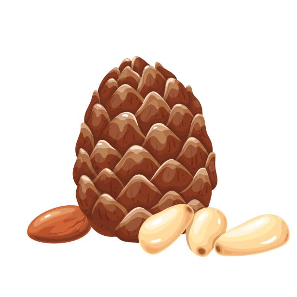 кедровые орехи с листьями. - pine nut illustrations stock illustrations