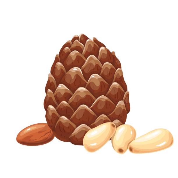 Pine nuts with leafs. Pine nuts with leafs. Vegetarian food or snack vector illustration. pinion stock illustrations