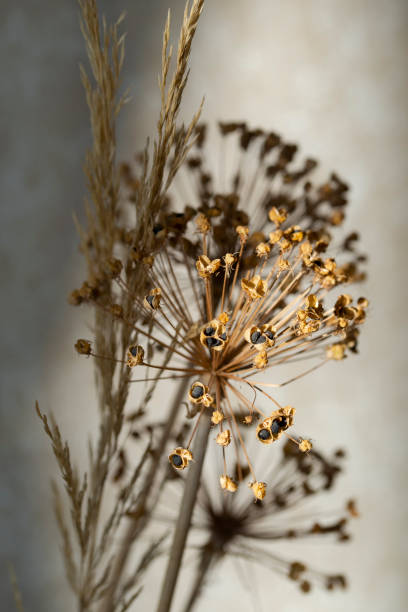 istock Dried flowers on a white background and shadows.Decorative background. 1309981785