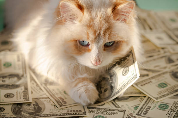 un gato blanco esponjoso está acostado en el billete de $100. el concepto de gato de dinero para la buena suerte - money cat fotografías e imágenes de stock