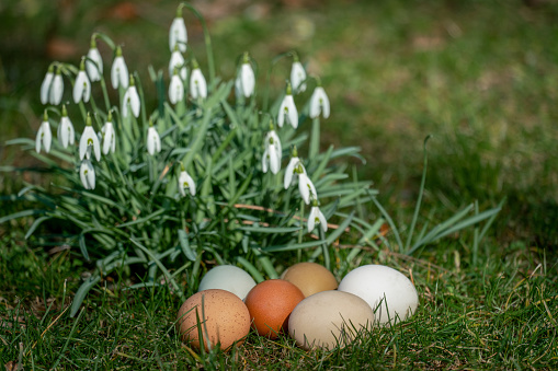 Six different coloured free range organic eggs on a lawn in spring sunshine with spring flowers in the background