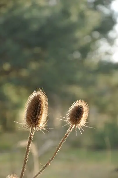 Wild teasel in nature