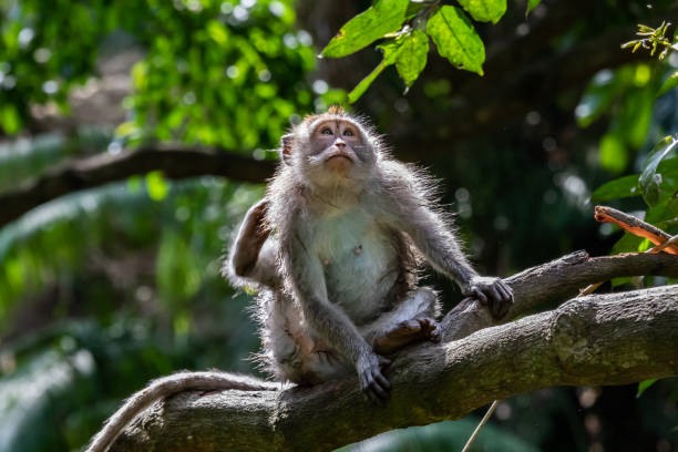 istock Young Macaque monkey, crowched on tree limb, looking in the distance. Forest in background. 1309983037