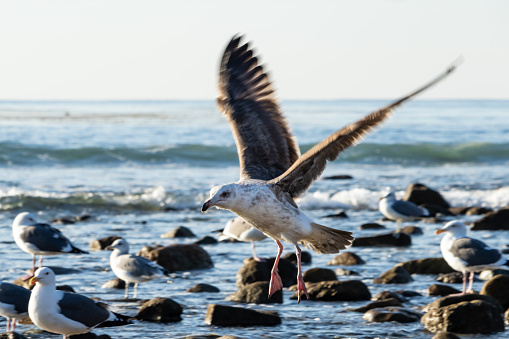 Sea Gull in flight, preparing to land on Southern California beach. More gulls in background, standing among rocks littered in the incoming surf. Pacific ocean in distance.