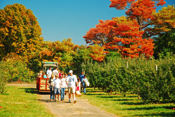 Family Time apple picking Princeton, NJ, USA October 11 A family spends a sunny autumn  day picking apples in an orchard near Princeton, New Jersey agritourism stock pictures, royalty-free photos & images