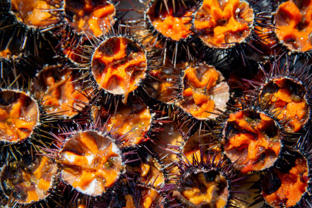 istock Sea urchins from Thau Pond 1309983470