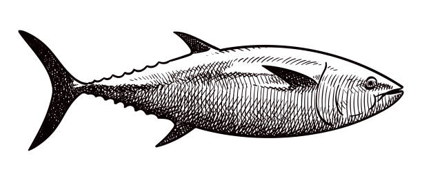 illustrazioni stock, clip art, cartoni animati e icone di tendenza di disegno vettoriale del tonno - tuna