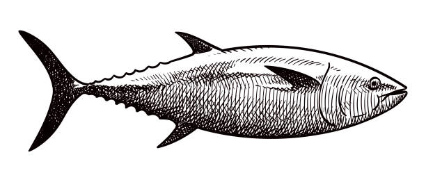 ilustrações, clipart, desenhos animados e ícones de desenho vetorial de atum - tuna