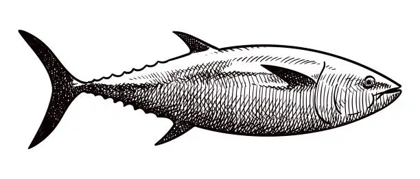 Vector illustration of Vector drawing of tuna
