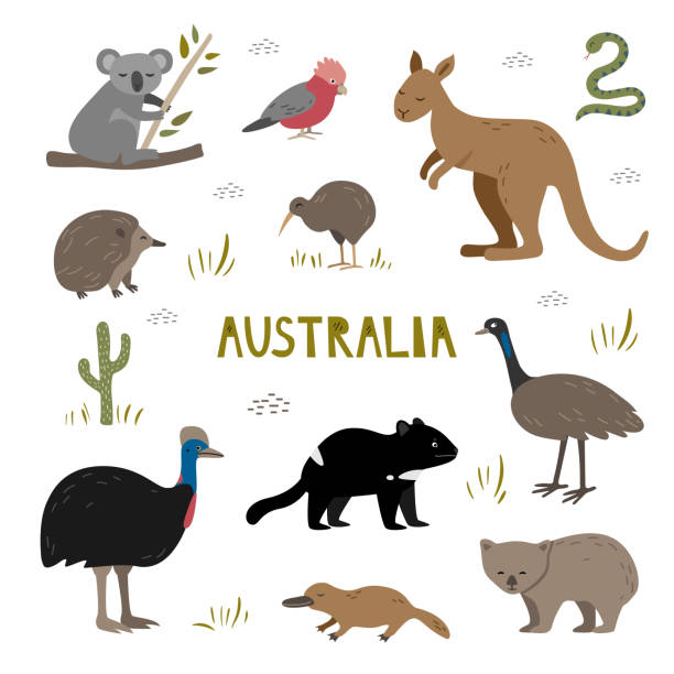 Cute hand drawn set with australian animals. Tasmania devil, kangaroo, koala and platypus. Kiwi, echidna and cassowary. Cute hand drawn set with australian animals. Tasmania devil, kangaroo, koala and platypus. Kiwi, echidna and cassowary. Vector illustration echidna isolated stock illustrations