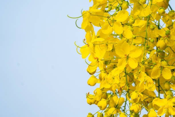 golden shower tree flower on nature background