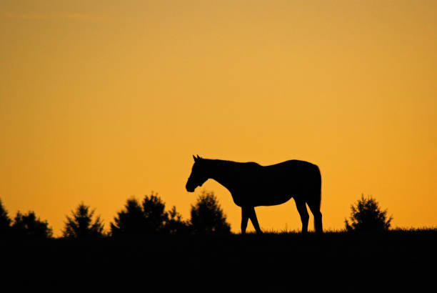 A lone horse in a meadow is silhouetted at sunrise