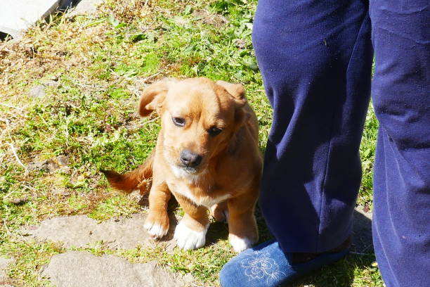 istock Little brown dogs 1309985144