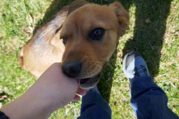 istock Little brown dogs 1309985250