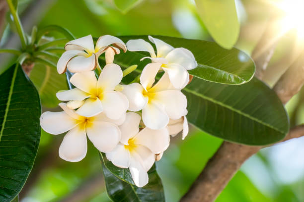 Plumeria flower or frangipani flower blooming on blurred green leaf background and sunny stock photo