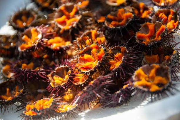 Sea urchins from the Thau basin to Sète