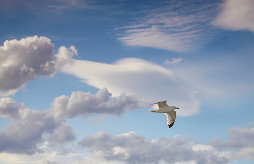 Seagulls on the sky.