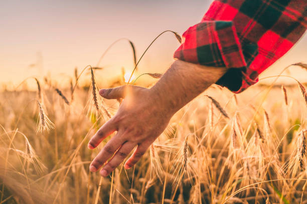 istock Farmer's hand touch wheat 1309987502