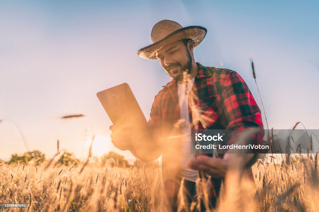 Farmář se stará o své pšeničné pole - Bez autorských poplatků Agronom Stock fotka Farmář se stará o své pšeničné pole - Bez autorských poplatků Agronom Stock fotka