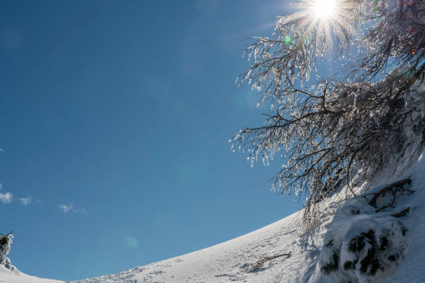 Remote snowy hill against clear blue sky., sunrays protruding in frozen tree branch. Velika planina, Big Pasture Plateau in Slovenia, Europe, with lot of snow,