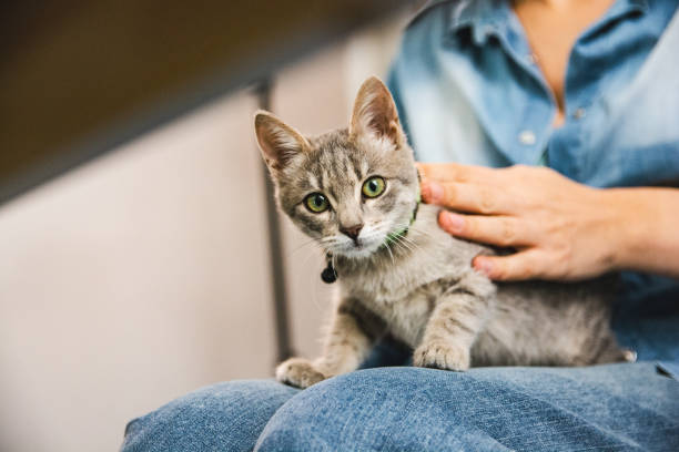 istock Gray tabby rescued kitten relaxing at home with owner 1309990787