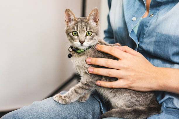 Grey kitten with green eyes sitting on owner's lap