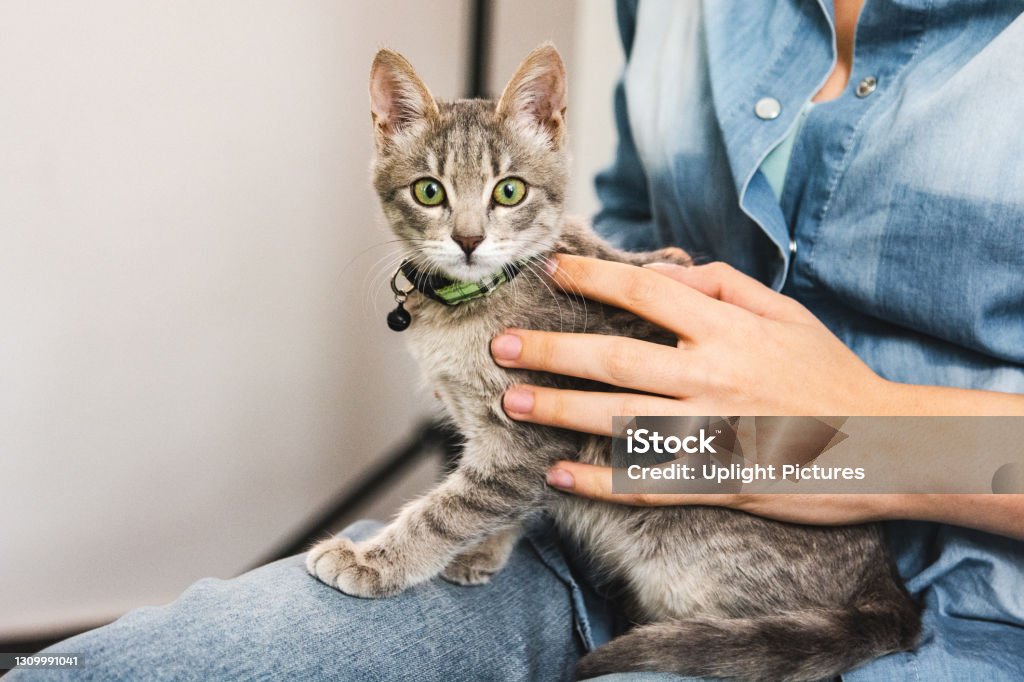 Grey kitten with green eyes sitting on owner's lap Close-up of owner holding and petting beautiful rescued grey tabby cat with green eyes Domestic Cat Stock Photo