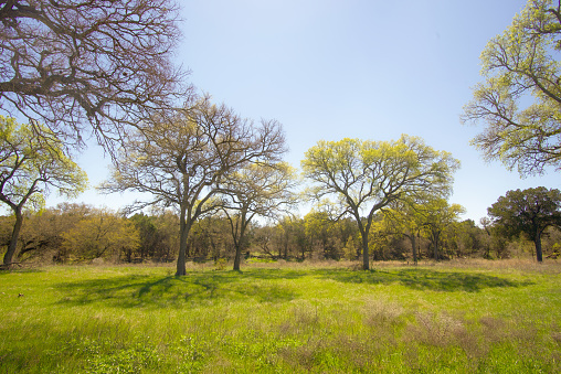 Live oak trees in Texas sunny day