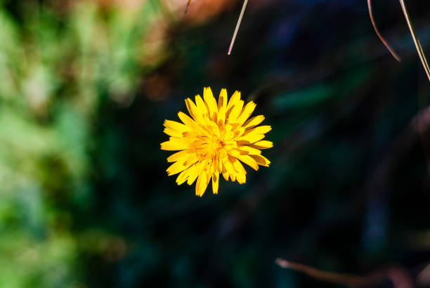 Photo of an yellow Dandelion flower blossom bloom and grow on a black background.  After flowering is finished, the dandelion flower head dries out for a day or two. The dried petals and stamens drop off, the bracts reflex (curve backwards), and the parachute ball opens into a full sphere. Taraxacum  is a large genus of flowering plants in the family Asteraceae, which consists of species commonly known as dandelions. The scientific and hobby study of the genus is known as taraxacology. The genus is native to Eurasia and North America, but the two most commonplace species worldwide, T. officinale (the common dandelion) and T. erythrospermum (the red-seeded dandelion), were introduced from Europe into North America, where they now propagate as wildflowers.
