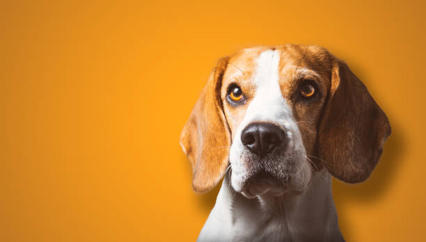 istock Beautiful beagle dog headshoot isolated on orange background 1309991868