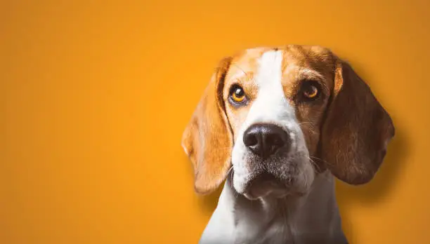 Beautiful beagle dog headshoot isolated on orange background. Male tricolored dog.