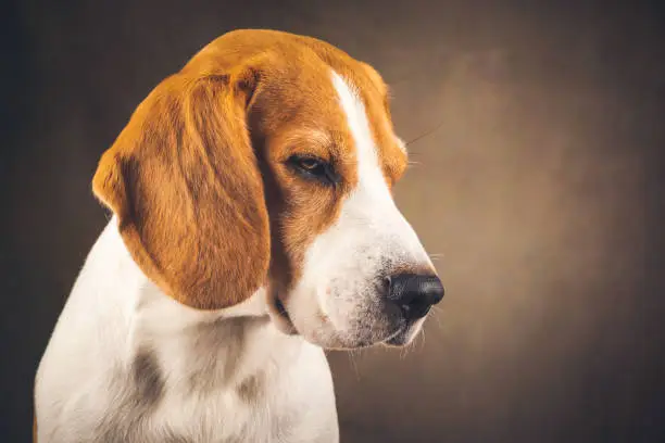 Beautiful beagle dog headshoot isolated on dark brown background. Male tricolored dog. Copy space on right