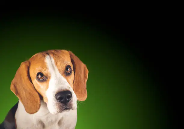 Beautiful beagle dog headshoot isolated on dark green background. Male tricolored dog with copa space on right.