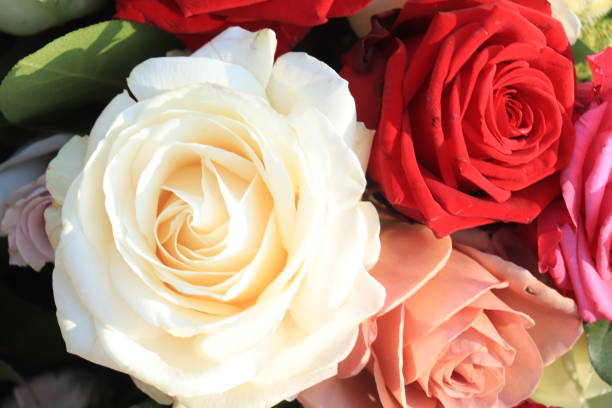 istock Mixed roses flower arrangement 1309991966