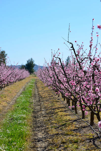 istock Prunus persica or flowered peach tree. peach blossom 1309992319