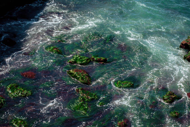 istock Rocks covered in sea weed during low tide. Pacific ocean views. 1309993236