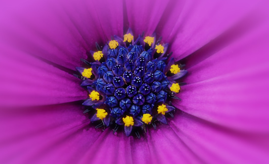 Extreme close-up  of a purple and blue osteospermum ecklonis flower full frame