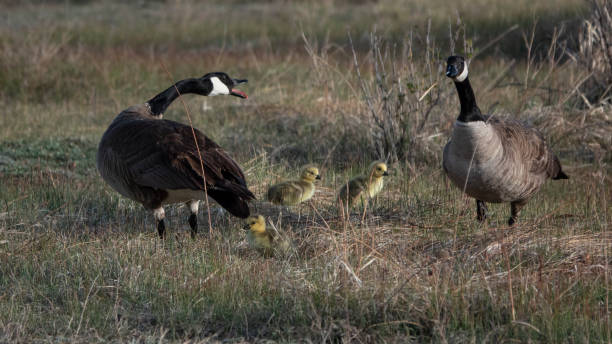 istock Canada Geese Family 1309993303