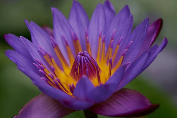 istock Purple and Yellow Lotus Flower 1309993349